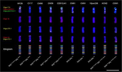 Variations of wheat (Triticum aestivum L.) chromosomes caused by the 5A chromosomes with complex cytological structure